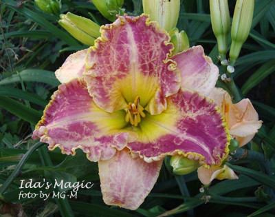 Imgp3191IdasMagic.jpg