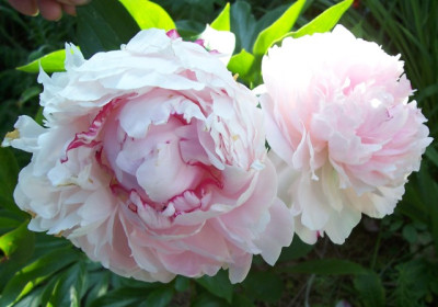 Juni_014_rosa_Samling.jpg