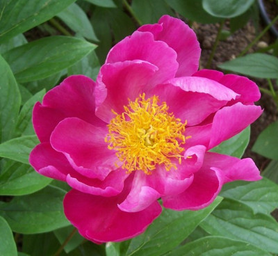 Mai_171_pink_Samling.jpg