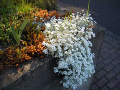 Cerastium_tomentosum_var_columnae_abendlicht.JPG