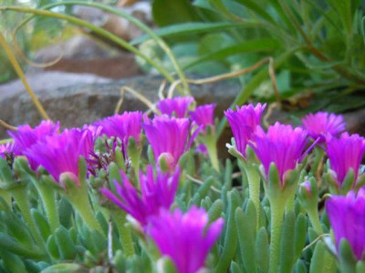 Delosperma_Kirsche.JPG