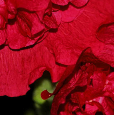 Malvendetail_gefullt_07-05.jpg