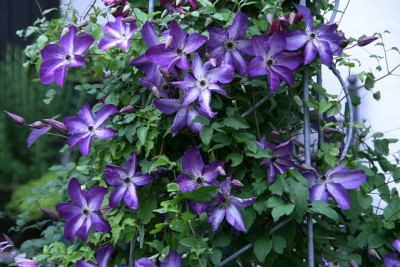 Cl.vit.Venosa_Violacea2011a.jpg