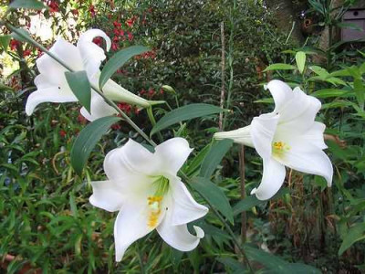 Lilium_longiflorum_Hortu.jpg