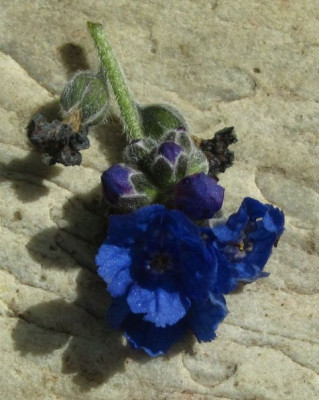 Cynoglossum-nervosum-ax3kl.jpg