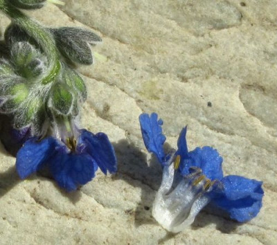 cynoglossum-nervosum-ax-final-kl.jpg