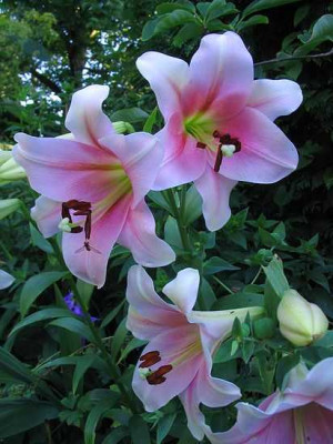 Lilium_Hybride_Hortu.jpg