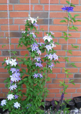 Clematis_Ketten002.jpg