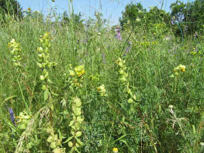Wiese_2_MGP_140608.jpg