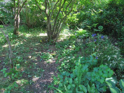Unterwuchs_weg2_140608.jpg