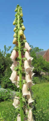 Digitalis_Apricot_Delight_140608.jpg