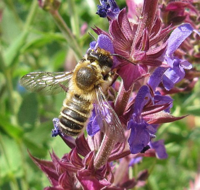 IMG_1506_Megachile-Maennchen_08-06-2014_.jpg