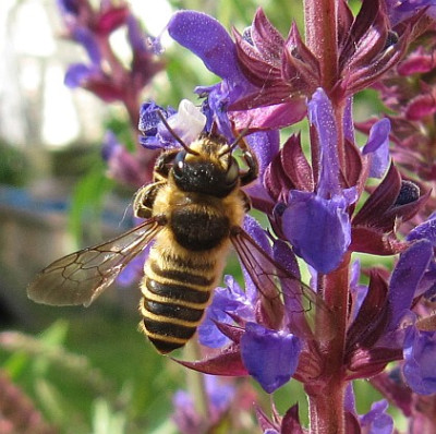 IMG_1517_Megachile-Weibchen_08-06-2014_.jpg