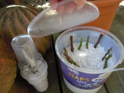 Geleerosen_Feigensteckies_Perlite_006.JPG