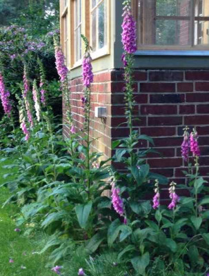 201406_digitalis.jpg
