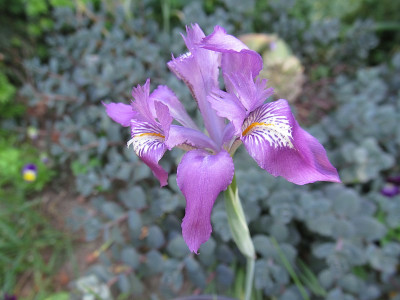 Iris_decora_Bluete_2014-06-09.jpg