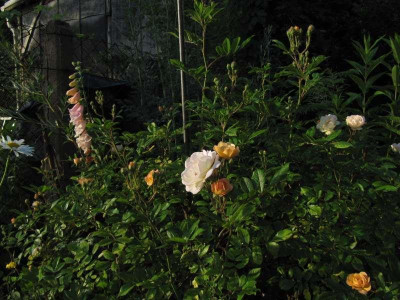 Ghislaine_de_Feligonde_und_Digitalis_Apricot.jpg