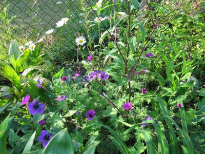 Geranium_Dragon_Heart_140609.jpg