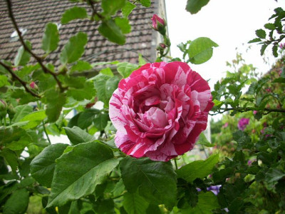 2014_ferdinand_pichard.jpg