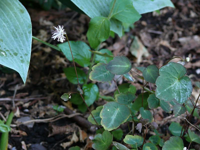 thalictrum_yunnanense_2014-06-07_486.jpg