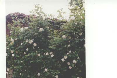 Photo.JPG