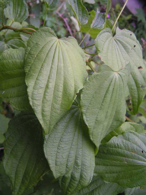 Dioscorea_albanica.jpg