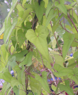 Dioscorea_japonica.jpg