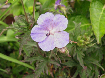 Geranium_Reiter_Slg_Kopie.jpg
