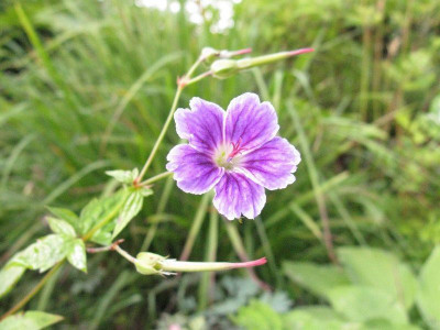 Geranium_nodosum_clos_Kopie.jpg