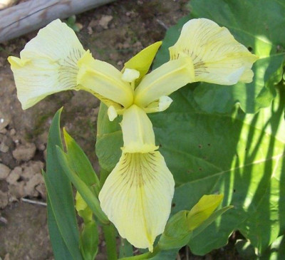 Mai_036_hellgelbe_Iris_pseudacorus.jpg