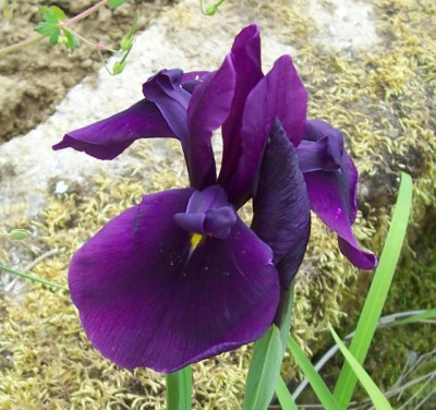 Mai_186_Iris_Samling.jpg