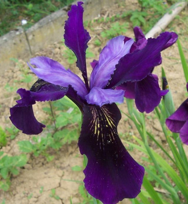 Mai_201_Iris_Samling.jpg