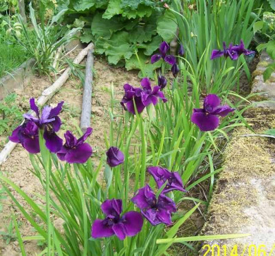 Mai_202_Iris_Samlinge.jpg