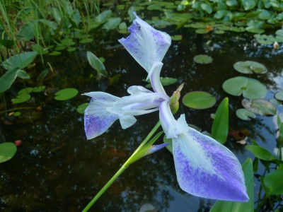 Wasseriris_unbekannt.jpg