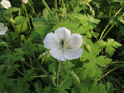 IMG_3873_geranium_ex_west_tian_shan.jpg