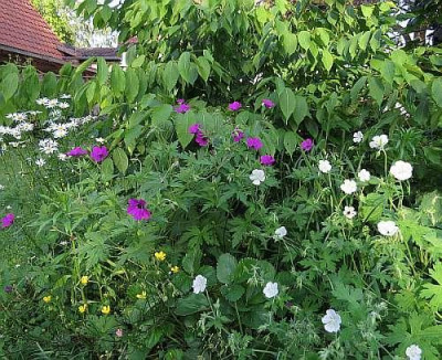 IMG_3872_Geranium_ex_west_tian_shan.jpg