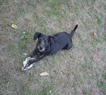 Gartenhund1.JPG