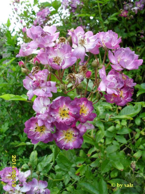 Rose_Gila_salz.jpg