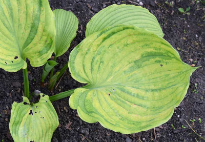 Hosta_G.P.jpg