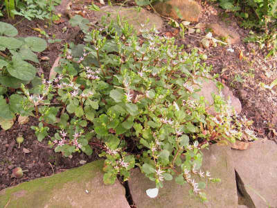 Sedum_1_Kopie.jpg