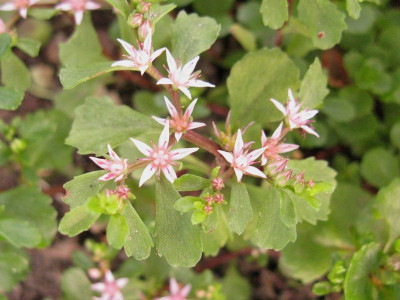 Sedum_2_Kopie.jpg