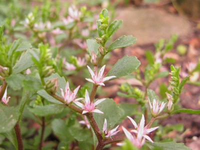 Sedum_3_Kopie.jpg