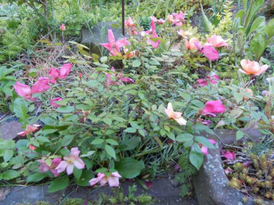 Rosa_chinensis_mutabilis_am_250514.JPG