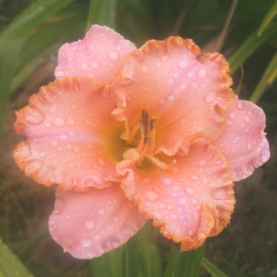 GT03-KLD6_002.jpg