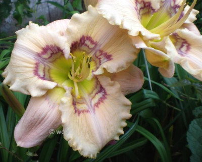 Victorian_garden_Heavens_Applause_em.jpg