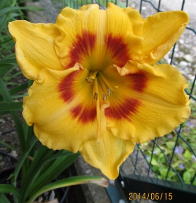 IMG_3887_small.JPG