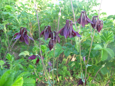 a.astrata.jpg