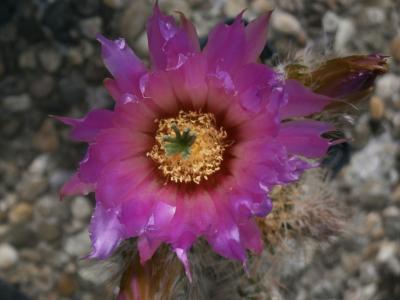 Notocactusmammulosus.jpg
