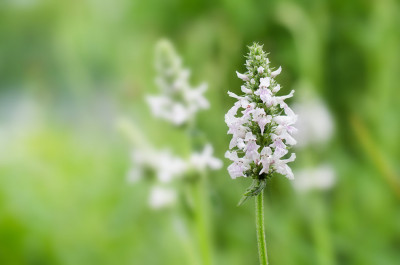 Stachys_gr_al.jpg