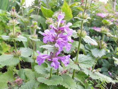 Stachys_macrantha_Kopie.jpg